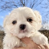 ミックス(マルシー×チワワ)