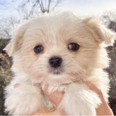 ミックス(マルシー×チワワ)