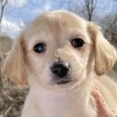 チワックス(チワックス×ミニチュアダックスフント)【福島県・女の子・2025年1月12日・クリーム】の写真1「常に人と遊びたがる甘えんぼうです。」