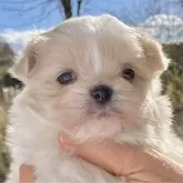 ミックス(マルシー×チワワ)【福島県・女の子・2025年10月8日・ホワイト】の写真1