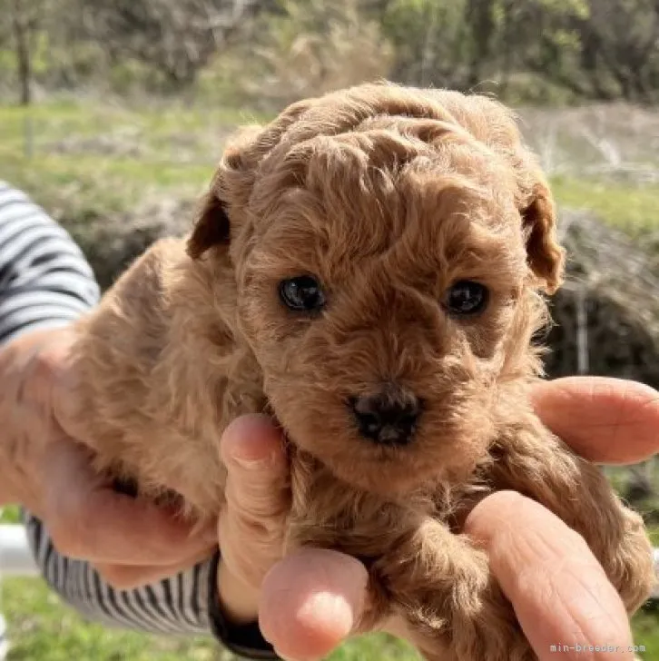 ID：2304-02662の子犬