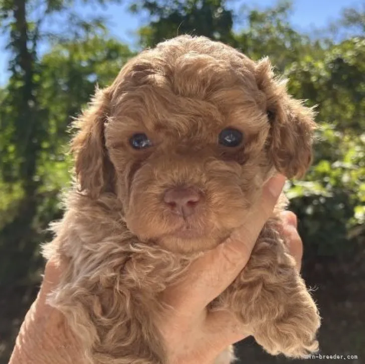 ID：2310-05912の子犬