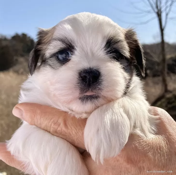 ID：2402-04302の子犬