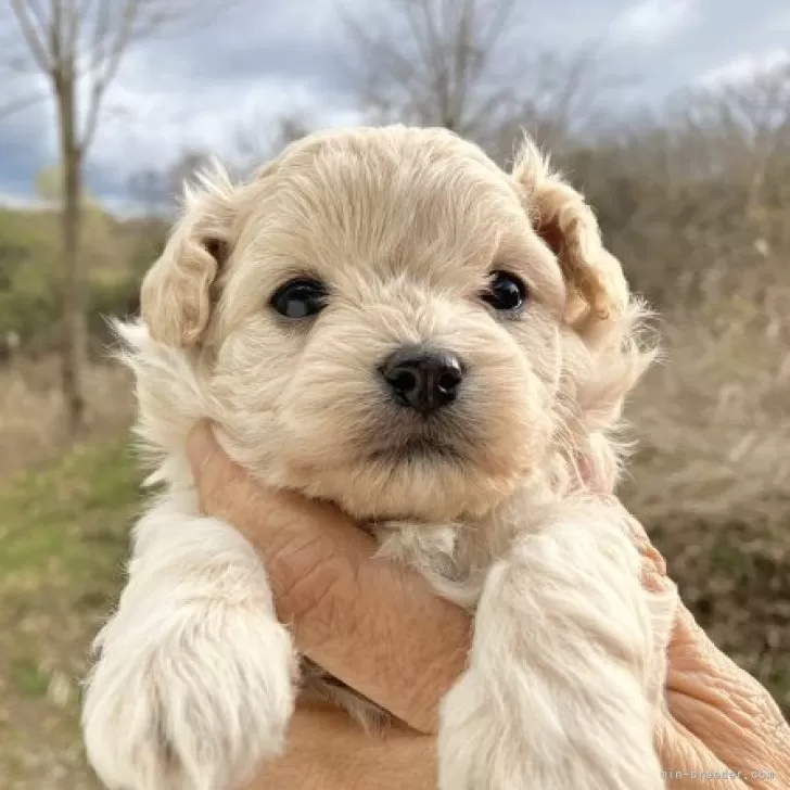 ID：2312-01906の子犬