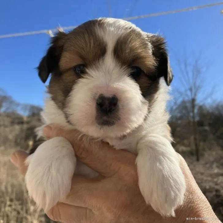 ID：2302-01908の子犬