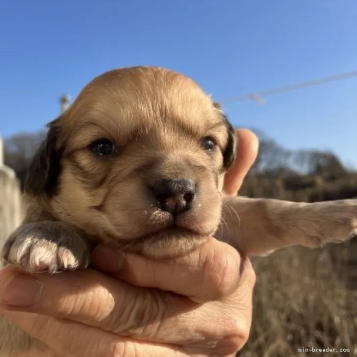 ID：2301-00872の子犬