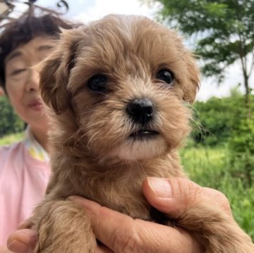 ミックス(シーズー×トイプードル)【福島県・女の子・2023年5月14日・ブラウン】の写真「白い模様がかわいい子です。」