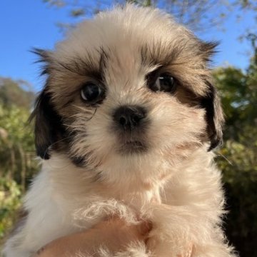 ミックス(マルチーズ×シーズー)【福島県・女の子・2023年9月2日・ブラウン&ホワイト】の写真「元気で健康、大きな瞳がかわいい子です。」