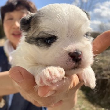 マルシー(マルチーズ×シーズー)【福島県・男の子・2023年2月22日・ブラウン&ホワイト】の写真「マルシー(マルチーズ×シーズー)です。」