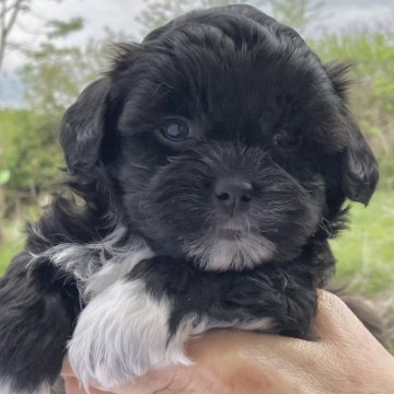 シープー(トイプードル×シーズー)【福島県・女の子・2024年3月9日・ブラック&ホワイト】の写真「人懐っこい性格です。」