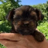 ヨークシャーテリア【福島県・女の子・2023年6月11日・スティールブルー&タン】の写真1