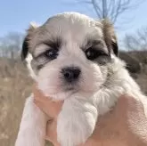 ミックス(マルチーズ×シーズー)【福島県・女の子・2023年12月21日・ブラウン&ホワイト】の写真1