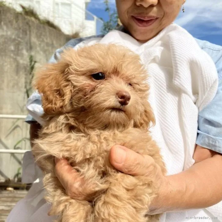 ID:2208-03360の子犬