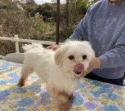 マルシー(マルチーズ×シーズー)【・男の子・2022年4月4日・ホワイト】