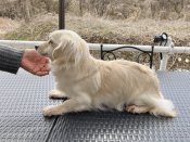 チワックス(チワワ×ミニチュアダックスフンド)【・女の子・2022年9月9日・ホワイト】