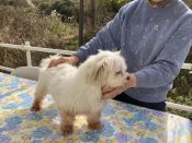 マルシー(マルチーズ×シーズー)【・男の子・2022年4月4日・ホワイト】