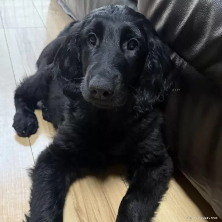 ID：2501-04247の子犬