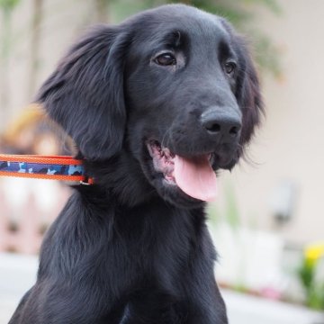 フラットコーテッドレトリバー【奈良県・男の子・2023年12月7日・ブラック】の写真「お顔の可愛いパピーです💕」