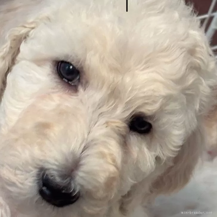 ID：2502-01990の子犬