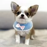 チワワ(ロング)