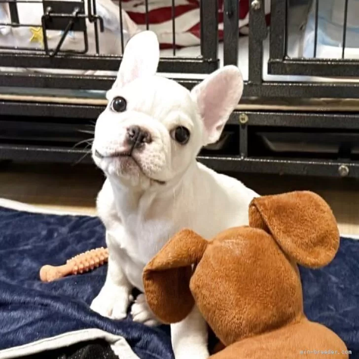 ID：2503-04330の子犬