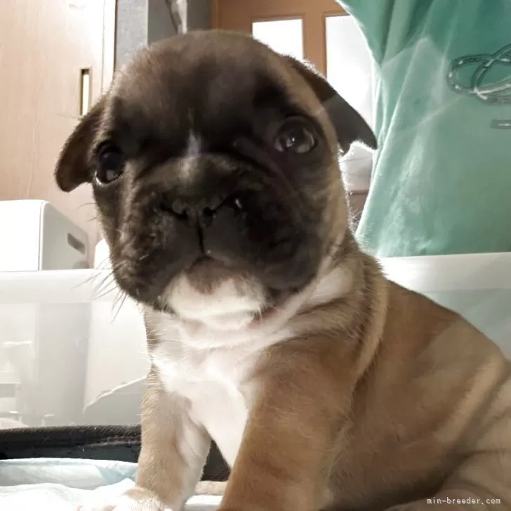 ID:2504-01559の子犬