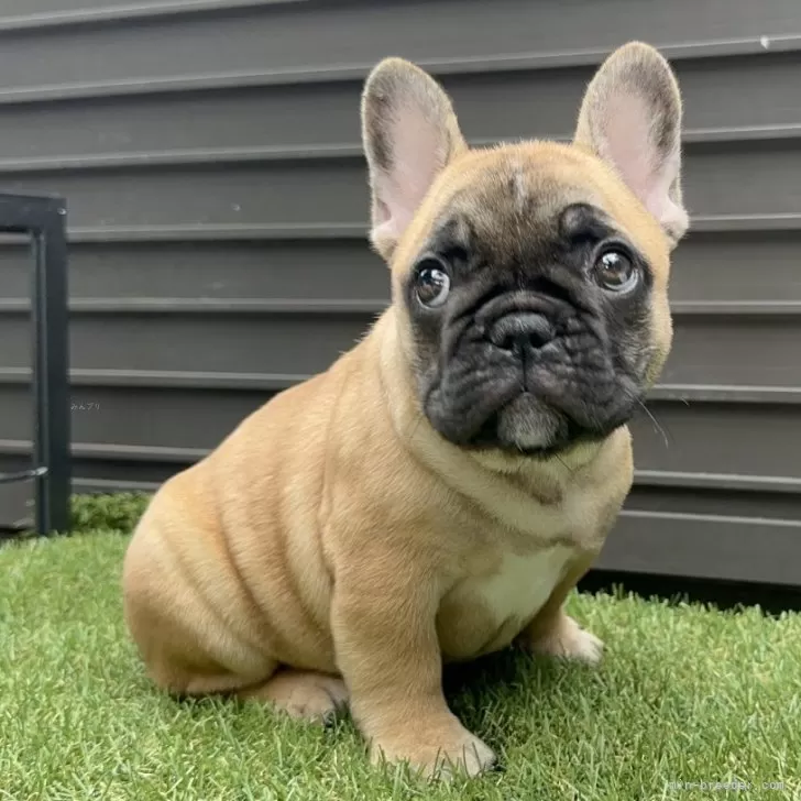 ID：2507-07445の子犬