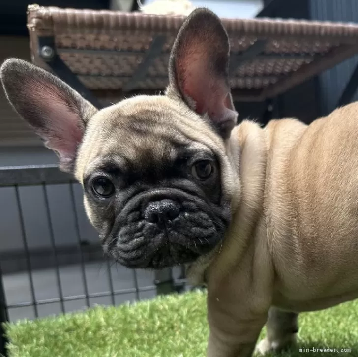 ID：2506-06783の子犬