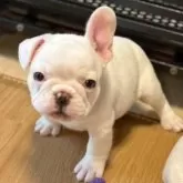 フレンチブルドッグ