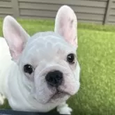 フレンチブルドッグ