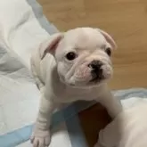 フレンチブルドッグ【埼玉県・男の子・2024年10月8日・パイド】の写真3