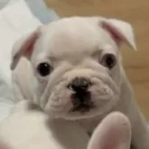 フレンチブルドッグ【埼玉県・男の子・2024年10月8日・パイド】の写真5