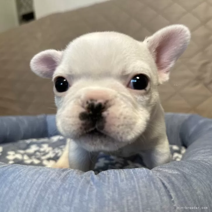 ID：2405-00762の子犬