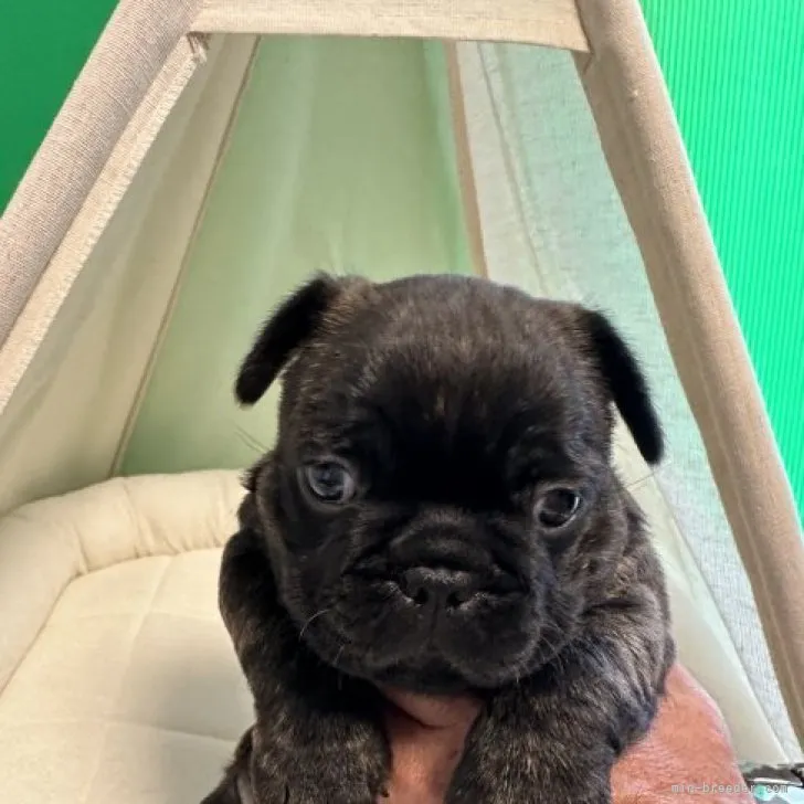 ID：2304-05621の子犬