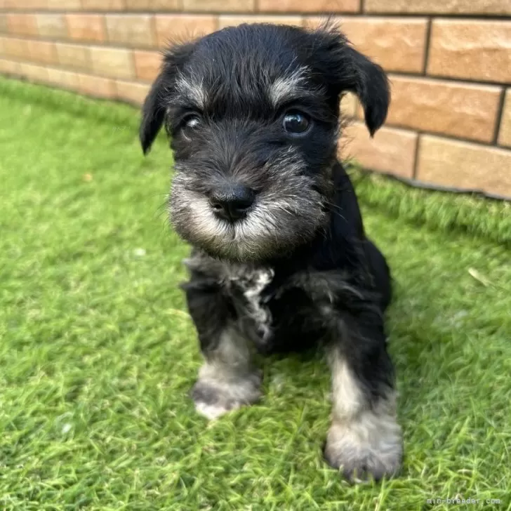 ID:2410-06939の子犬