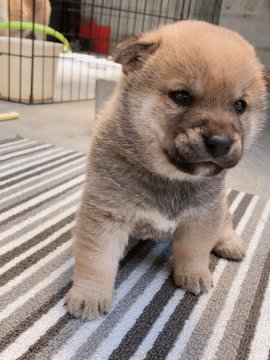 柴犬(豆柴)【愛媛県・男の子・2019年4月7日・赤】の写真「豆柴⭐️愛嬌たっぷりのヤンチャBOY」