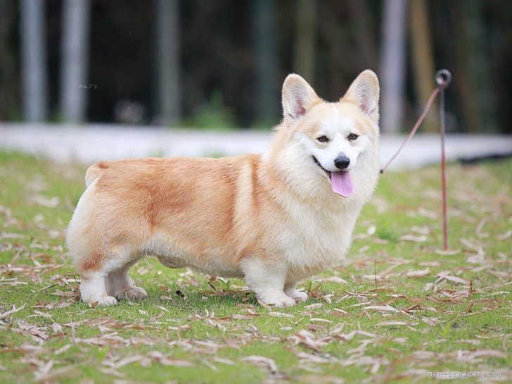 林　美玲(りん　びれい)ブリーダー(千葉県・ウェルシュ・コーギー・ペンブロークなど・JKC登録)の紹介写真5