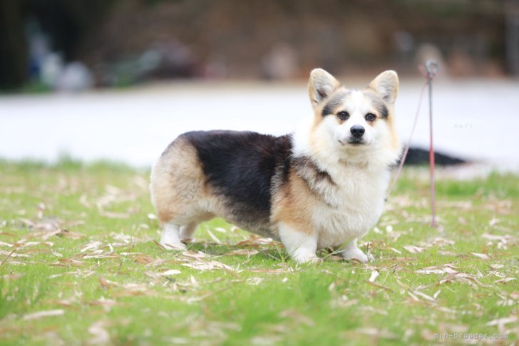 林　美玲(りん　びれい)ブリーダー(千葉県・ウェルシュ・コーギー・ペンブロークなど・JKC登録)の紹介写真6