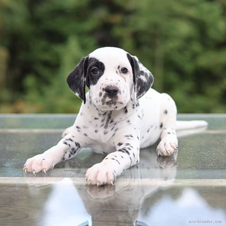 ブリーダー画像