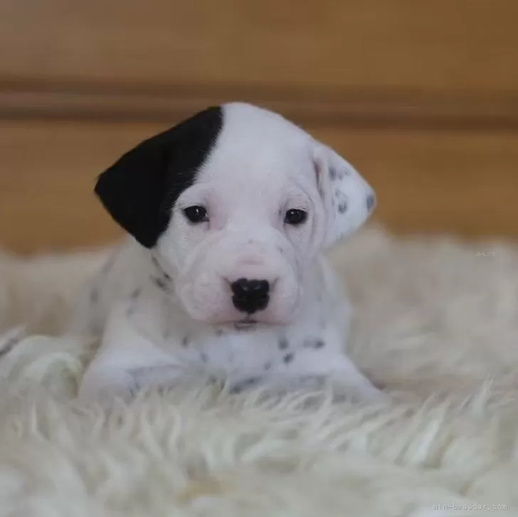 ダルメシアン【千葉県・女の子・2025年11月1日・ブラックホワイト】の写真1