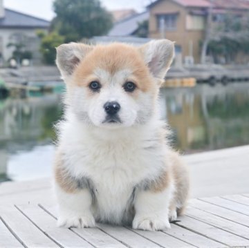 ウェルシュ・コーギー・ペンブローク【千葉県・男の子・2024年12月23日・レッドアンドホワイト】の写真「完璧な骨格、クリームハートフェイス」