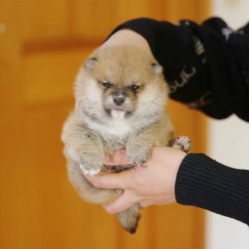 柴犬(豆柴)【千葉県・女の子・2025年2月15日・豆柴】の写真「優良血統、極小美人さん」