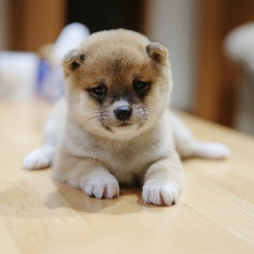 柴犬(豆柴)【千葉県・女の子・2024年11月1日・赤】の写真「日本のトップ3姉妹」