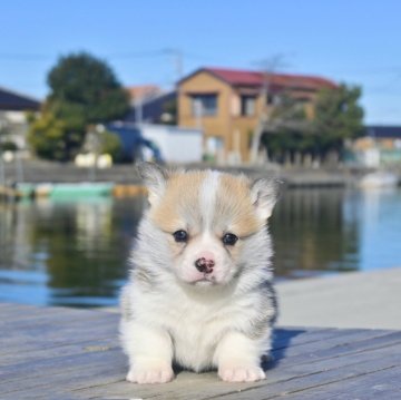 ウェルシュ・コーギー・ペンブローク【千葉県・男の子・2025年1月2日・レッドアンドホワイト】の写真「大きなお耳とくっきりしたお顔 、尻尾なし」