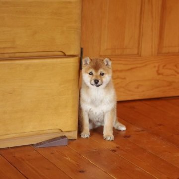 柴犬(豆柴)【千葉県・女の子・2025年2月16日・赤】の写真「ハイクォリティー女の子」