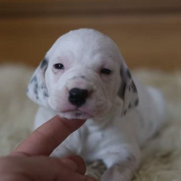 ダルメシアン【千葉県・女の子・2025年11月1日・ブラックホワイト】の写真「7人兄弟」