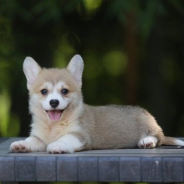 ウェルシュ・コーギー・ペンブローク【千葉県・女の子・2025年5月2日・レッドアンドホワイト】の写真「とびきりの笑顔が魅力！人懐っこくて明るい性格」