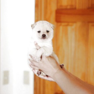 柴犬(豆柴)【千葉県・男の子・2025年4月8日・白】の写真「ハイクォリティ美男子」