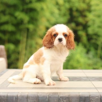 キャバリア【千葉県・男の子・2025年6月13日・ブレンハイム】の写真「おっとりした性格で、人懐っこく甘え上手」