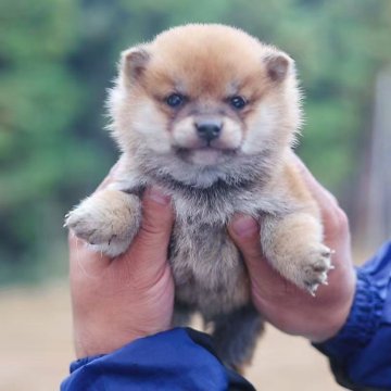 豆柴【千葉県・男の子・2025年10月8日・赤】の写真「3兄弟」